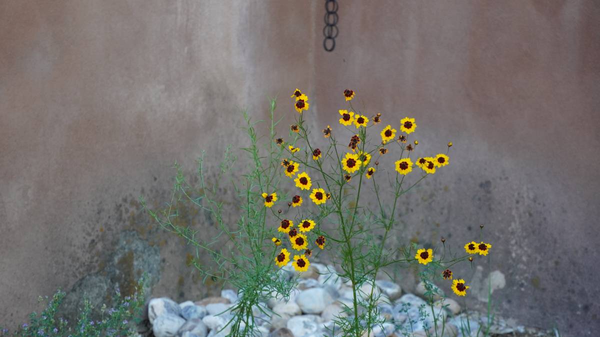 Coreopsis blooms in a rock-lined swale, set against an adobe wall. The end of a rain chain is visible behind the plant.